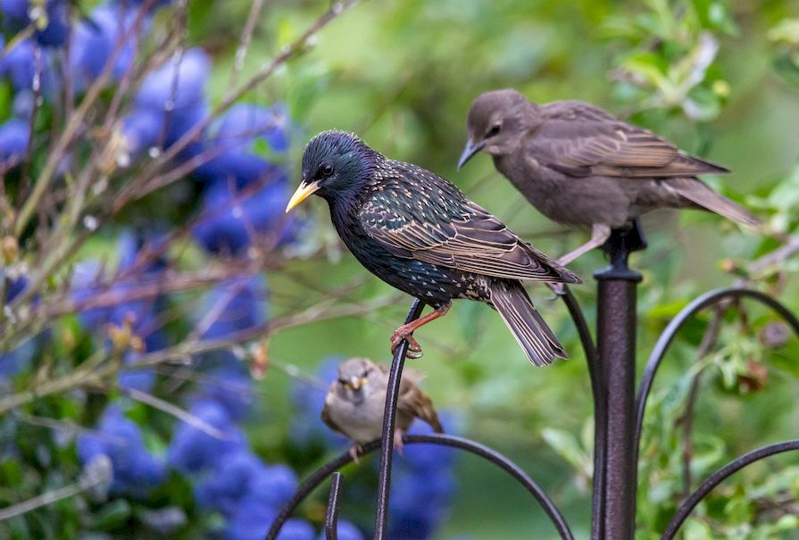 Vögel sitzen auf Metallstangen vor Büschen